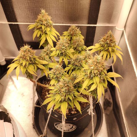 Blue Berry growlog timeline photo