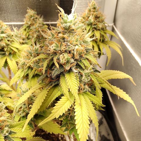 Blue Berry growlog timeline photo