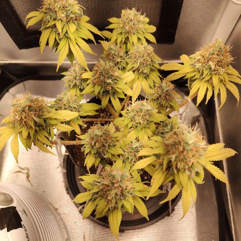 Blue Berry growlog timeline photo