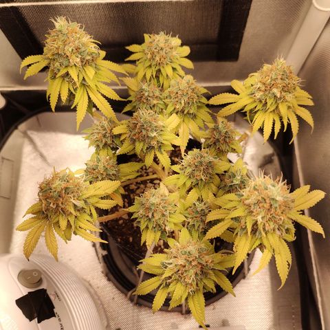 Blue Berry growlog timeline photo