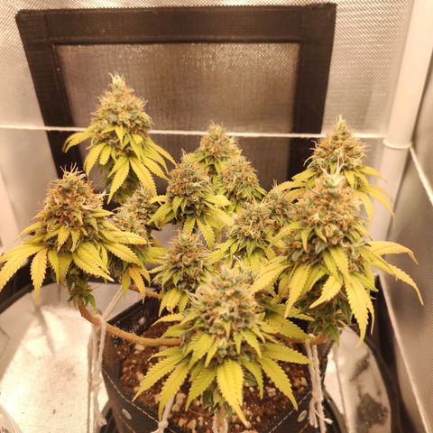 Blue Berry growlog timeline photo