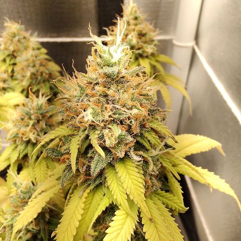 Blue Berry growlog timeline photo