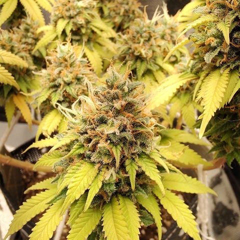 Blue Berry growlog timeline photo