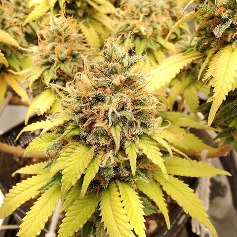Blue Berry growlog timeline photo