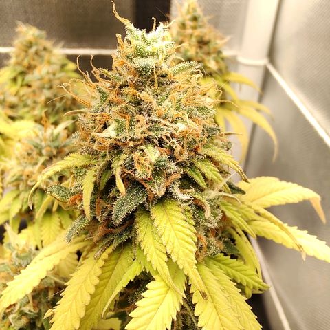 Blue Berry growlog timeline photo