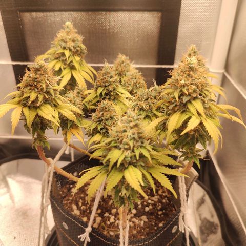 Blue Berry growlog timeline photo