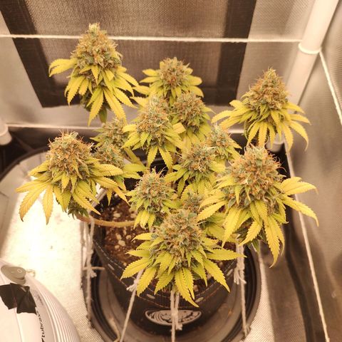 Blue Berry growlog timeline photo