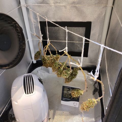 Blue Berry growlog timeline photo