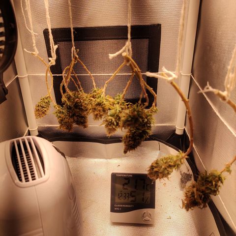 Blue Berry growlog timeline photo