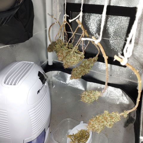 Blue Berry growlog timeline photo