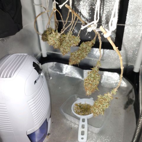 Blue Berry growlog timeline photo