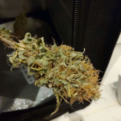 Blue Berry growlog timeline photo