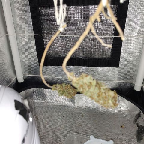 Blue Berry growlog timeline photo