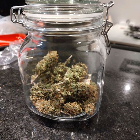 Blue Berry growlog timeline photo
