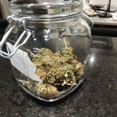 Blue Berry growlog timeline photo