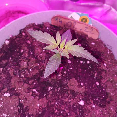 Northern Light Automatic growlog timeline photo