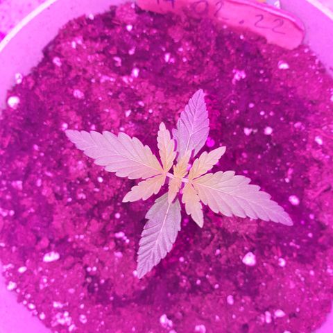 Northern Light Automatic growlog timeline photo