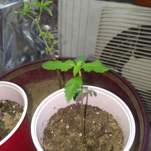 Plant # 12 growlog timeline photo