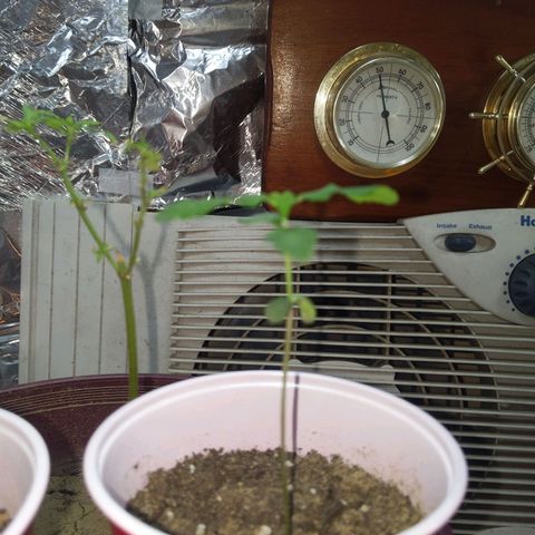 Plant # 12 growlog timeline photo