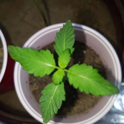 Plant # 12 growlog timeline photo