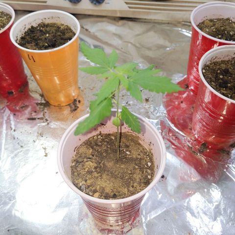 Plant # 12 growlog timeline photo
