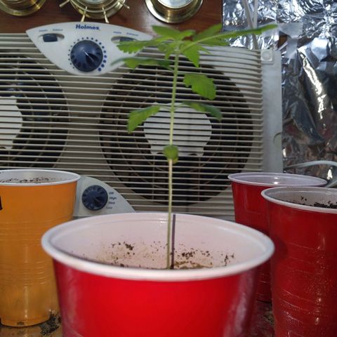 Plant # 12 growlog timeline photo