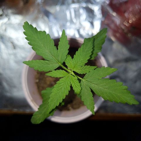Plant # 12 growlog timeline photo