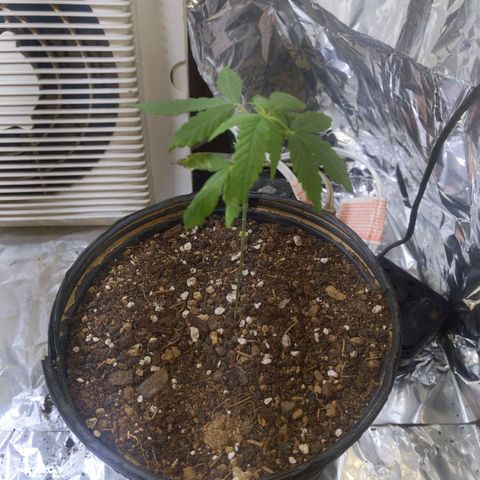 Plant # 12 growlog timeline photo