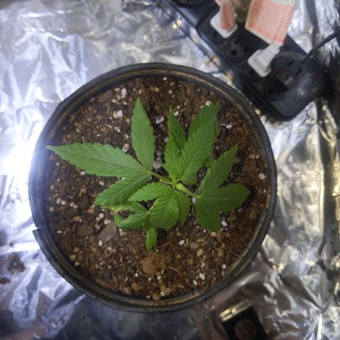 Plant # 12 growlog timeline photo