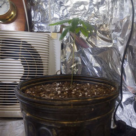 Plant # 12 growlog timeline photo