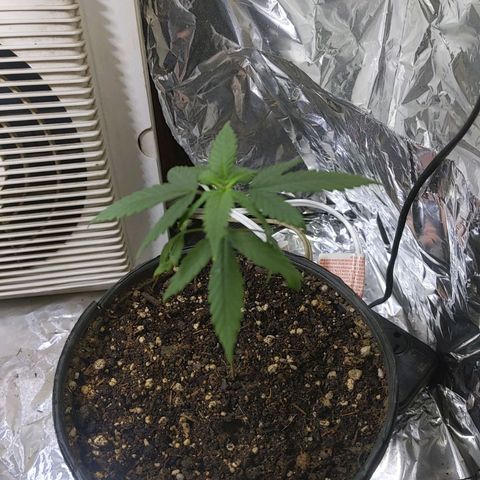 Plant # 12 growlog timeline photo