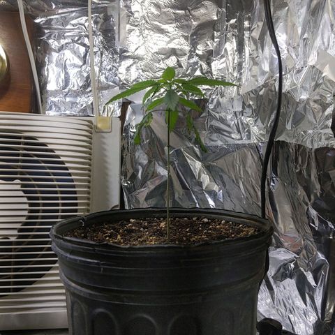 Plant # 12 growlog timeline photo