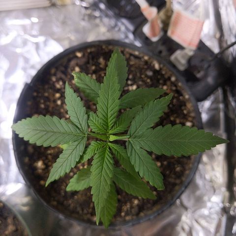 Plant # 12 growlog timeline photo