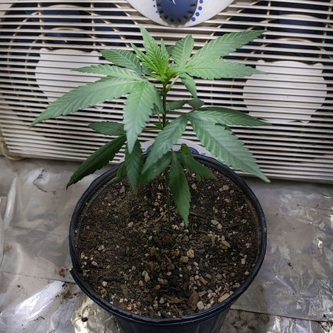 Plant # 12 growlog timeline photo