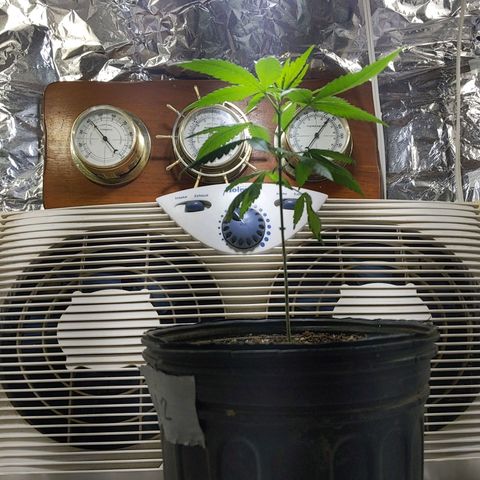 Plant # 12 growlog timeline photo