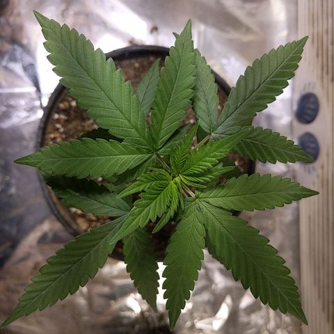Plant # 12 growlog timeline photo