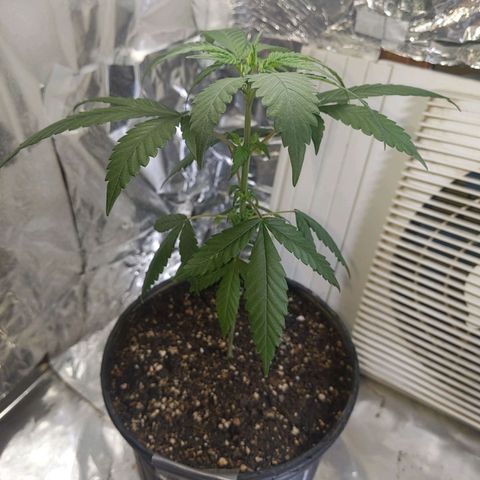 Plant # 12 growlog timeline photo