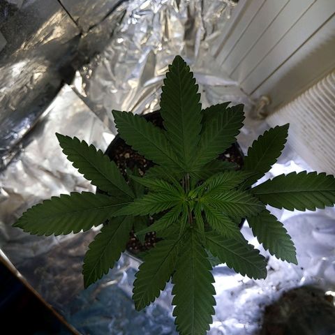 Plant # 12 growlog timeline photo