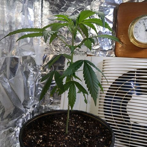 Plant # 12 growlog timeline photo