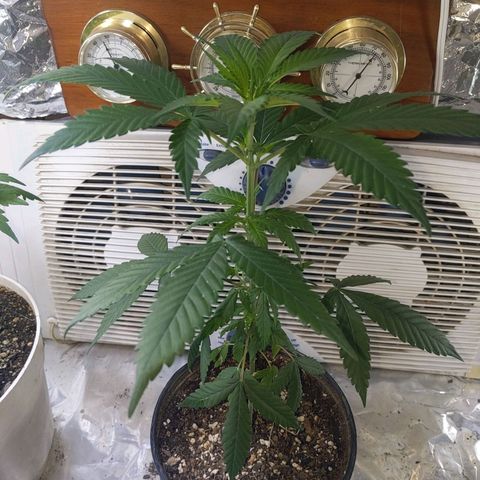 Plant # 12 growlog timeline photo