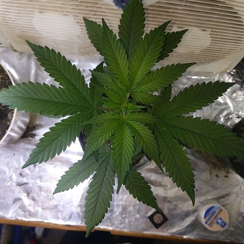 Plant # 12 growlog timeline photo