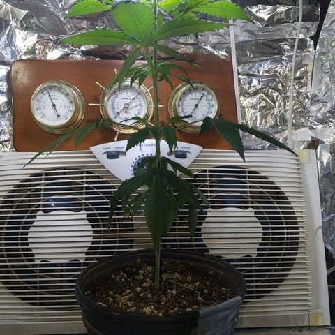 Plant # 12 growlog timeline photo