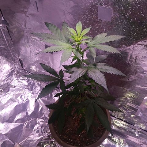 Plant # 12 growlog timeline photo