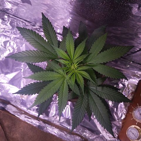 Plant # 12 growlog timeline photo