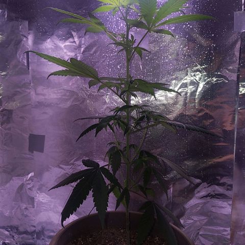 Plant # 12 growlog timeline photo
