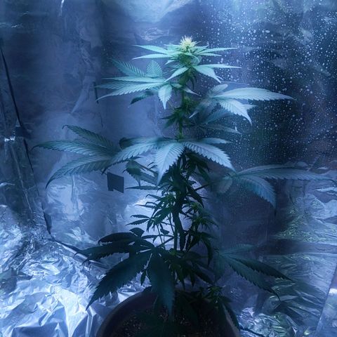 Plant # 12 growlog timeline photo