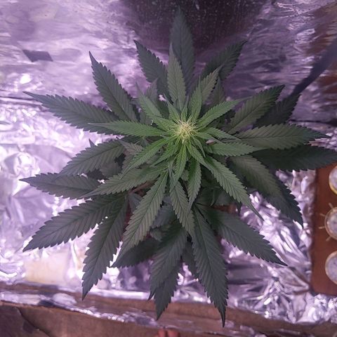 Plant # 12 growlog timeline photo