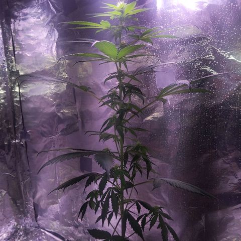 Plant # 12 growlog timeline photo