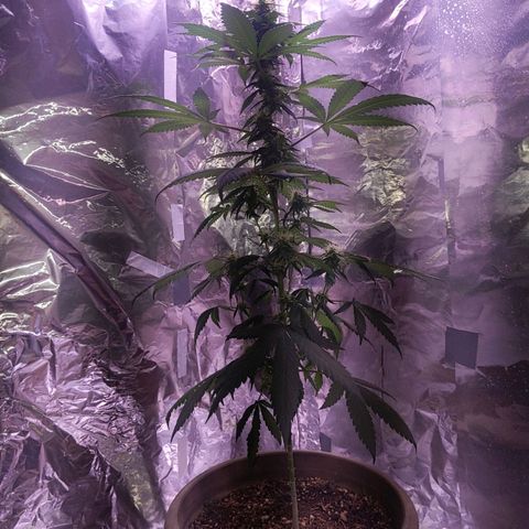 Plant # 12 growlog timeline photo