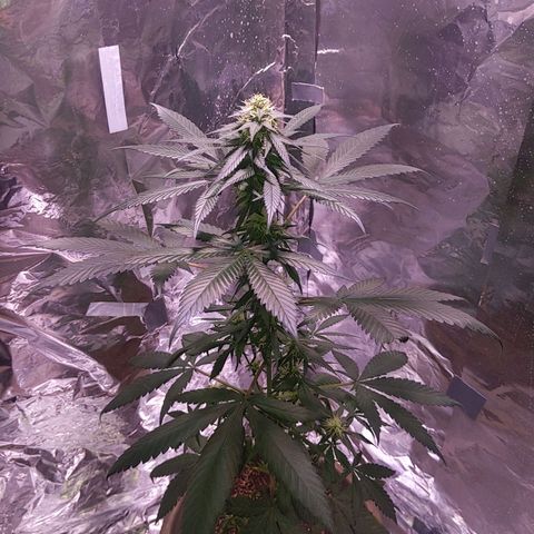 Plant # 12 growlog timeline photo
